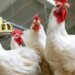White chicken prices today, Wednesday 6-3-2026 in Menoufia
