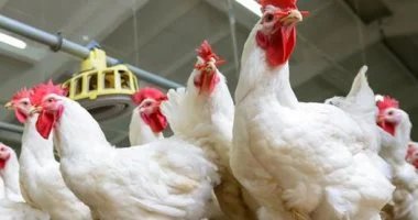 White chicken prices today, Wednesday 6-3-2026 in Menoufia