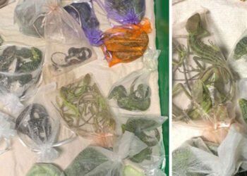 Incredible smuggling attempt: He hid more than 60 reptiles under his clothes