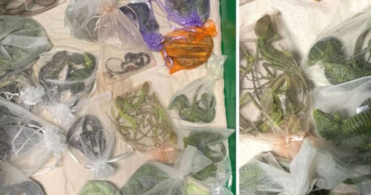 Incredible smuggling attempt: He hid more than 60 reptiles under his clothes
