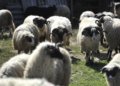 Brucellosis in FBiH on the rise: More than 50 cases in SBK, children are also affected