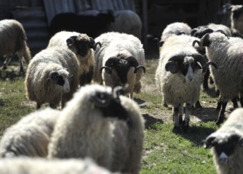 Brucellosis in FBiH on the rise: More than 50 cases in SBK, children are also affected