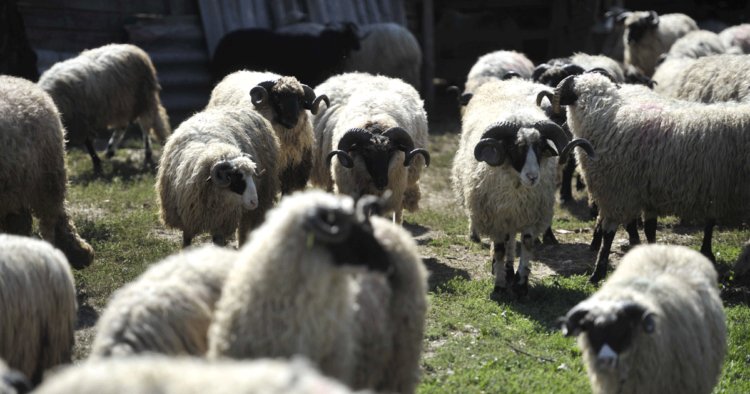 Brucellosis in FBiH on the rise: More than 50 cases in SBK, children are also affected