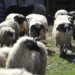 Brucellosis in FBiH on the rise: More than 50 cases in SBK, children are also affected