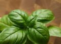 Mosquitoes cannot tolerate these three plants