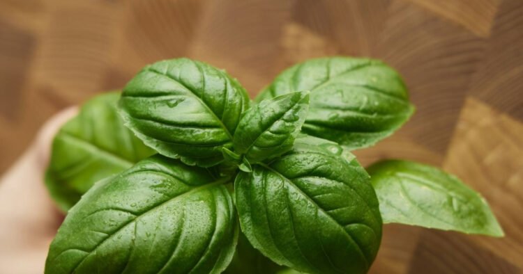 Mosquitoes cannot tolerate these three plants