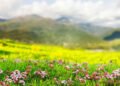 Harvest them before June passes: These plants protect the house from misfortune