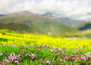 Harvest them before June passes: These plants protect the house from misfortune