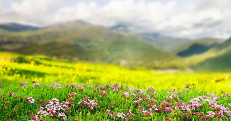 Harvest them before June passes: These plants protect the house from misfortune