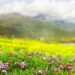 Harvest them before June passes: These plants protect the house from misfortune