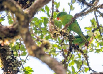 Indonesian parrot, seen once in a century, reappears in mountain forest – Environment