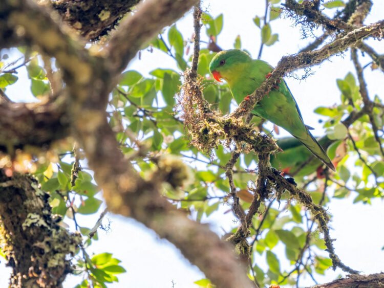 Indonesian parrot, seen once in a century, reappears in mountain forest – Environment