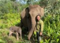 Tesso Nilo welcomes elephant calf born in the wild – Archipelago