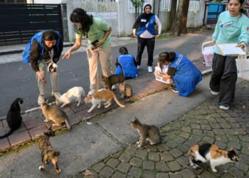 Trap, neuter, release: Jakarta battles cat-astrophic stray numbers – Environment