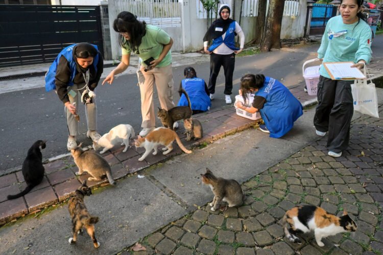 Trap, neuter, release: Jakarta battles cat-astrophic stray numbers – Environment