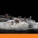 Lia Rodrigues has no time to fear death | Dance