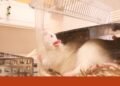 EU wants to phase out chemical testing on animals | Animals