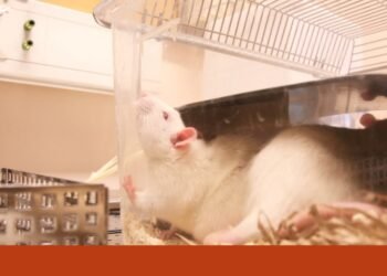 EU wants to phase out chemical testing on animals | Animals