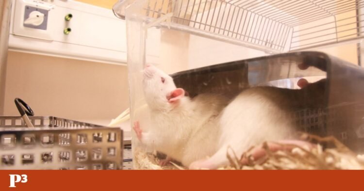 EU wants to phase out chemical testing on animals | Animals
