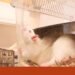 EU wants to phase out chemical testing on animals | Animals