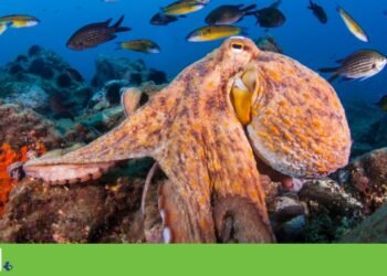 Octopus population multiplies on British coast due to ocean warming | Climate