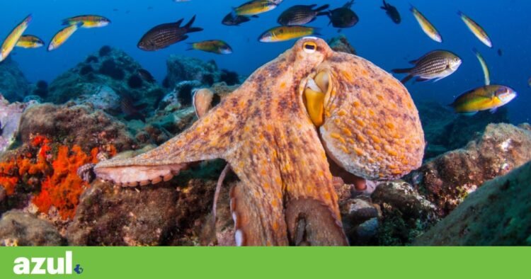 Octopus population multiplies on British coast due to ocean warming | Climate
