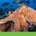 Octopus population multiplies on British coast due to ocean warming | Climate