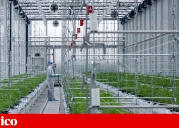 Eurico Castro Alves’ partner in medicinal cannabis is detained