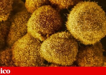 mRNA-based cancer vaccines advance despite US funding cuts | Medicine