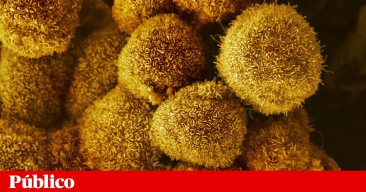 mRNA-based cancer vaccines advance despite US funding cuts | Medicine