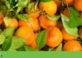 Tangerine project in Alcácer do Sal returns to public consultation for the fourth time | Environment