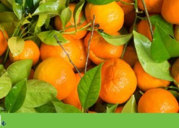 Tangerine project in Alcácer do Sal returns to public consultation for the fourth time | Environment