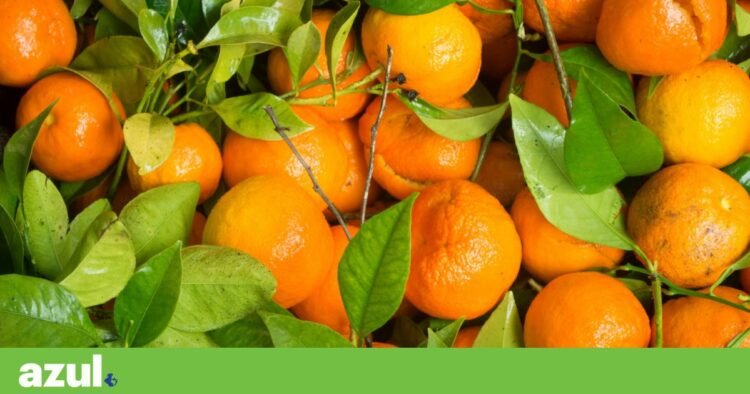 Tangerine project in Alcácer do Sal returns to public consultation for the fourth time | Environment