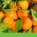 Tangerine project in Alcácer do Sal returns to public consultation for the fourth time | Environment