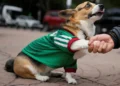 In Mexico, World Cup jerseys fit all shapes, sizes – and species