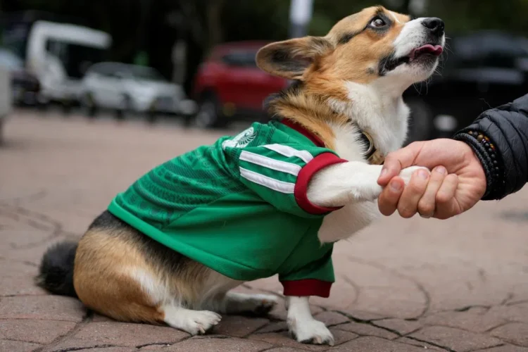 In Mexico, World Cup jerseys fit all shapes, sizes – and species