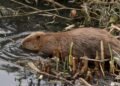 Beaver rewilding: This city had a flooding problem, so it turned to the world’s second largest rodent for help