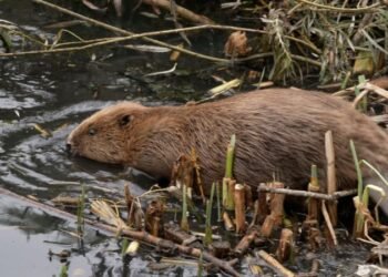Beaver rewilding: This city had a flooding problem, so it turned to the world’s second largest rodent for help