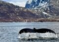 The whale in the fjord and the whale in me