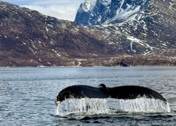 The whale in the fjord and the whale in me