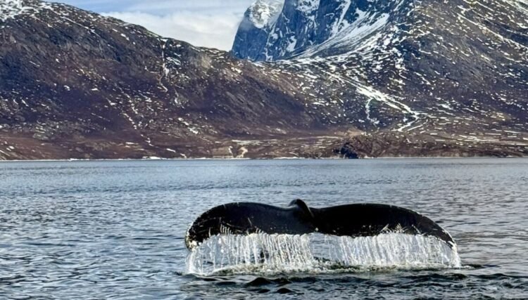 The whale in the fjord and the whale in me