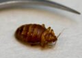 Extensive spread of bed bugs in a South Greenland town