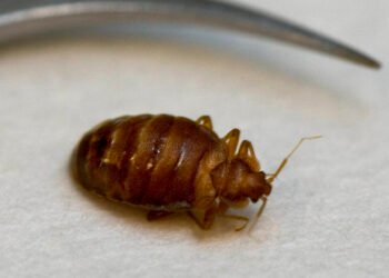 Extensive spread of bed bugs in a South Greenland town