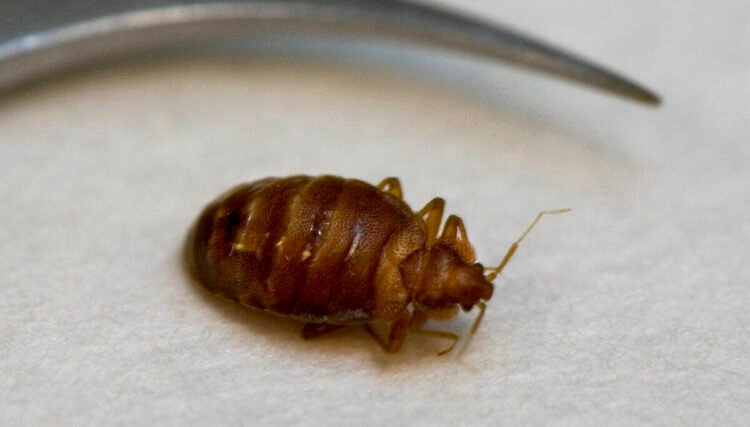 Extensive spread of bed bugs in a South Greenland town