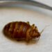 Extensive spread of bed bugs in a South Greenland town