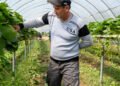 Those British Strawberries Are Being Picked by Central Asian Workers