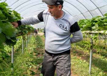 Those British Strawberries Are Being Picked by Central Asian Workers