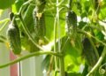 Cucumber sprouts dry and fall? You can save the crop with one watering | Life