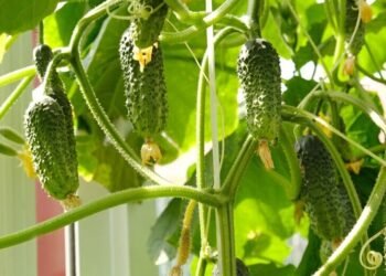 Cucumber sprouts dry and fall? You can save the crop with one watering | Life