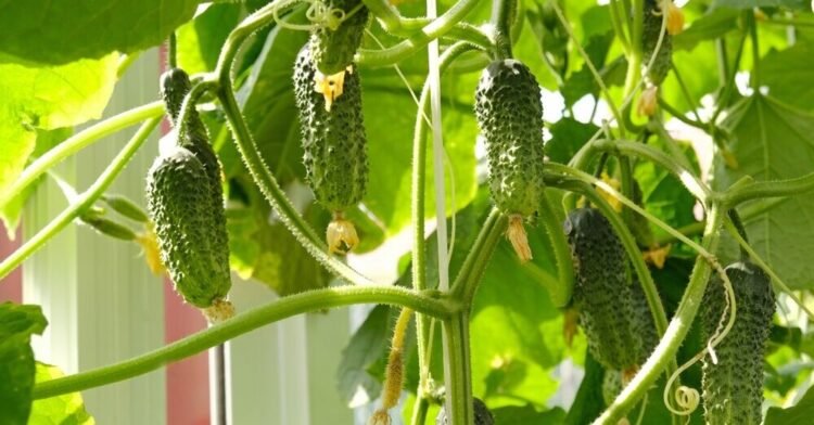 Cucumber sprouts dry and fall? You can save the crop with one watering | Life